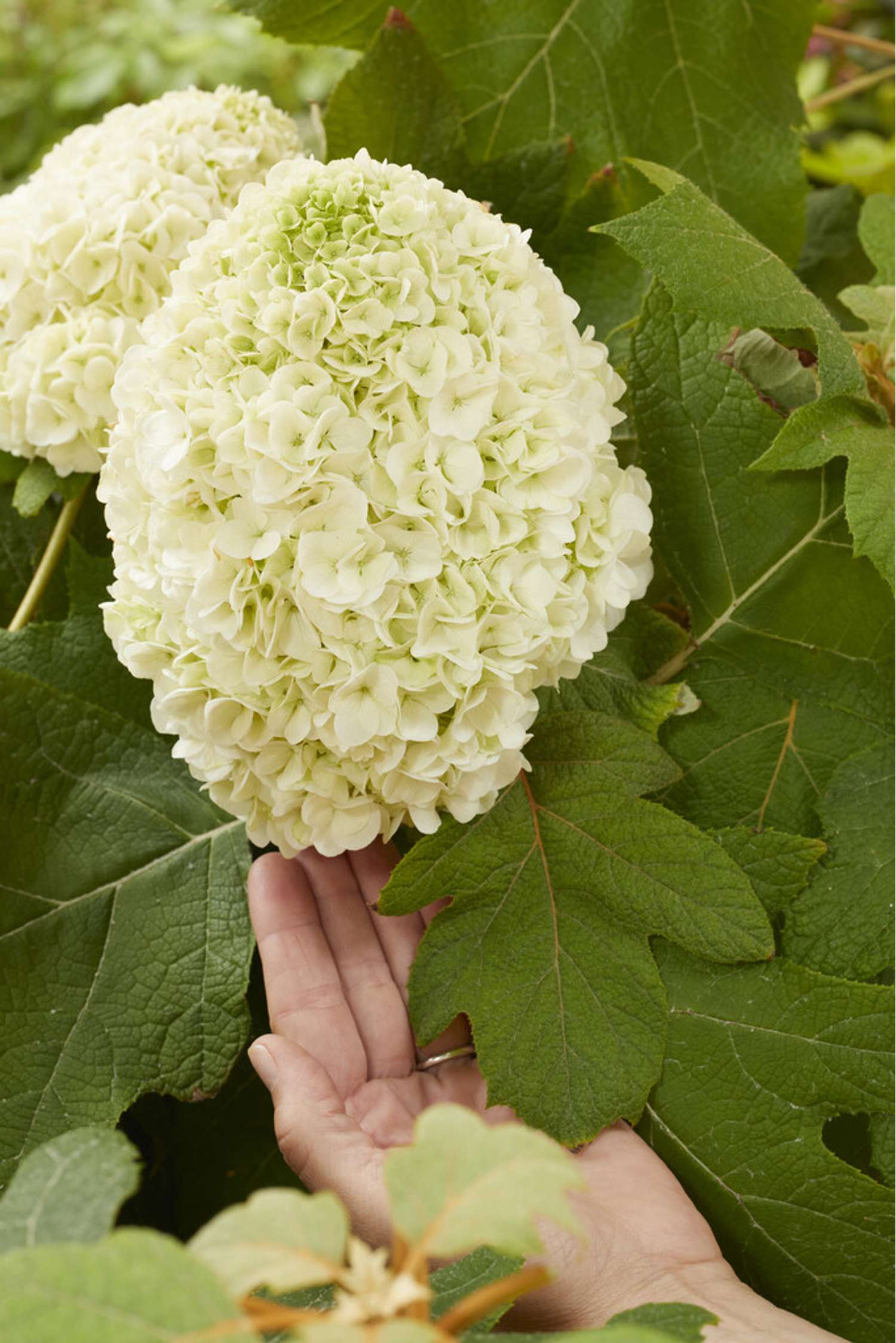 Hortensia 'Tara'
